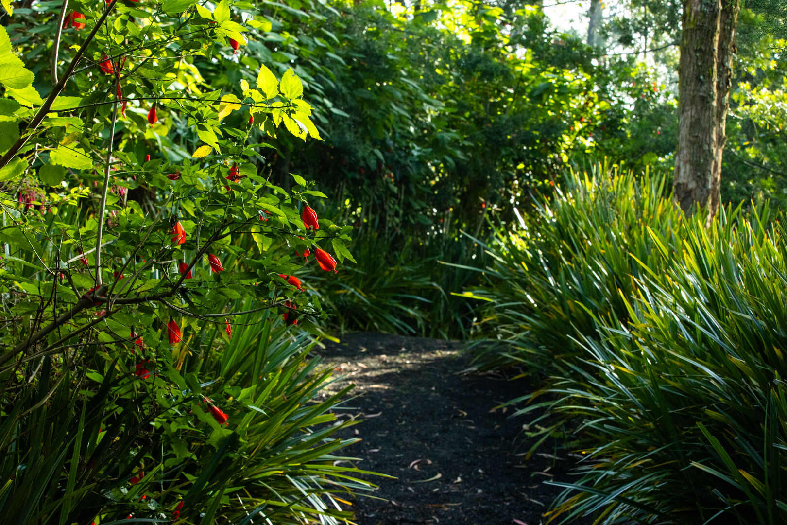 Gorilla Trek Package